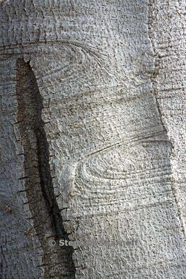 notholithocarpus trunk 2 graphic